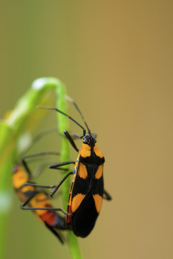 Orange Beatle Photograph by Celso Diniz - Fine Art America