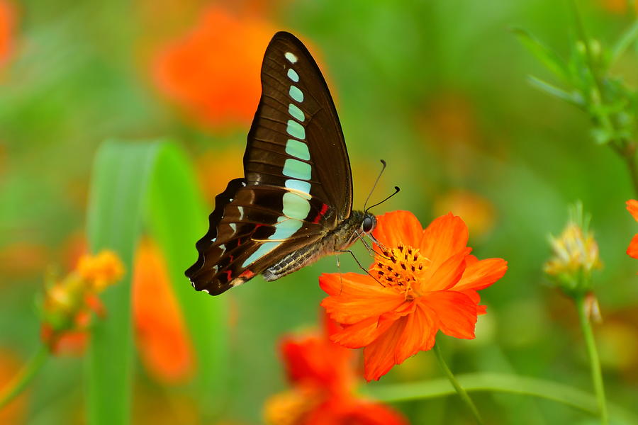 Orange Cosmos and Butterfly #1 Photograph by Photos from Japan, Asia and othe of the world