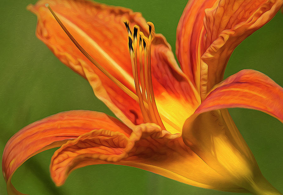 Orange Day Lily Flowers Photograph