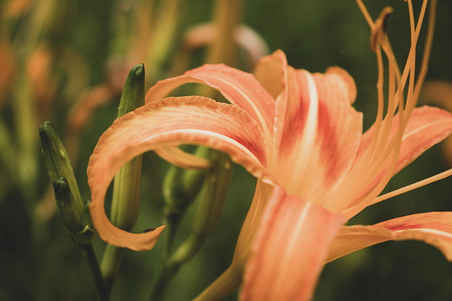 Orange Daylily #1 Photograph by Adelaide Lin