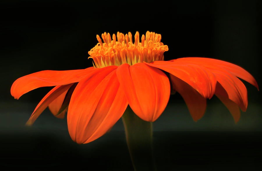 Orange Delight Wild Flower #1 Photograph by Sandra Js