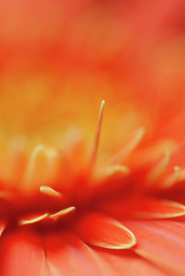 Orange Flower Close-up #1 Photograph by David Simchock