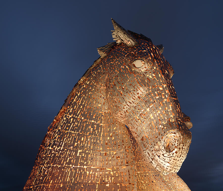 Orange Kelpies Photograph by Stephen Taylor - Fine Art America