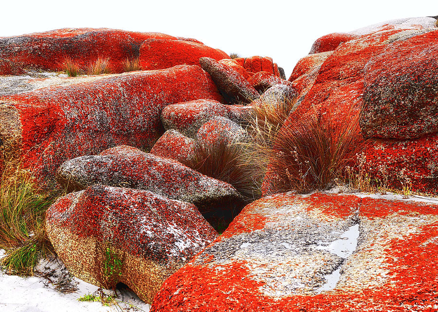 Orange Lichen Landscape #1 Photograph by Lexa Harpell