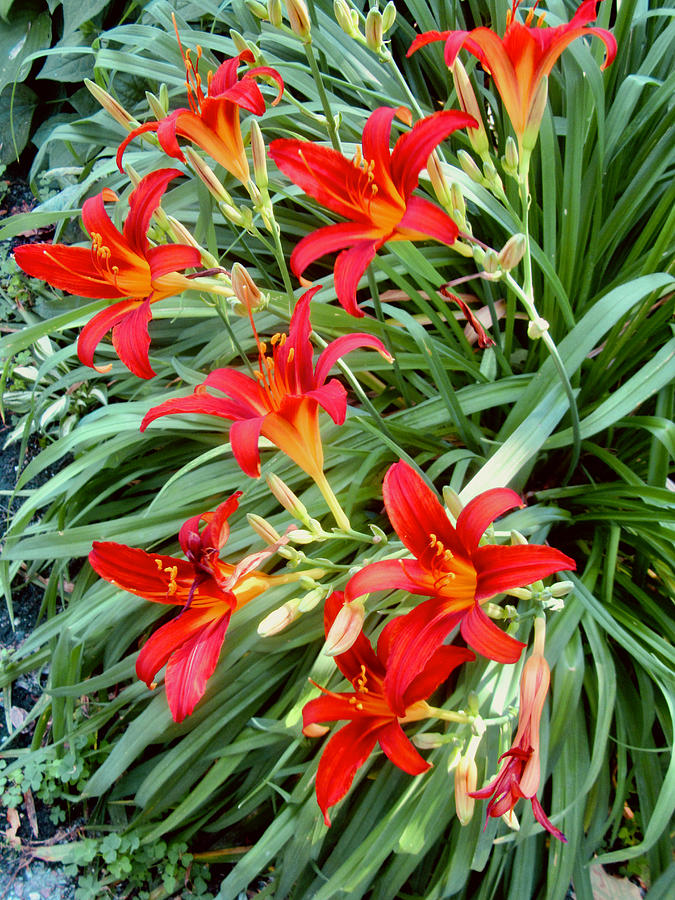 Orange Lilies #1 Photograph by Stephanie Moore