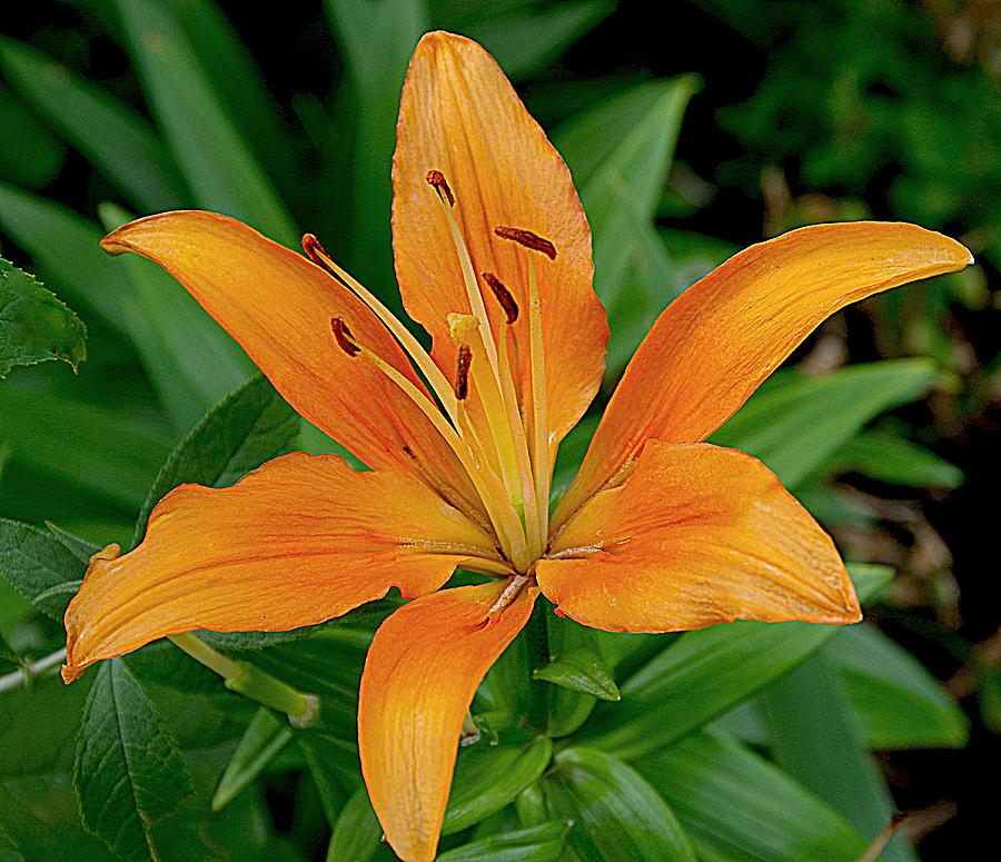 Orange Lily #1 Photograph by Karen McKenzie McAdoo