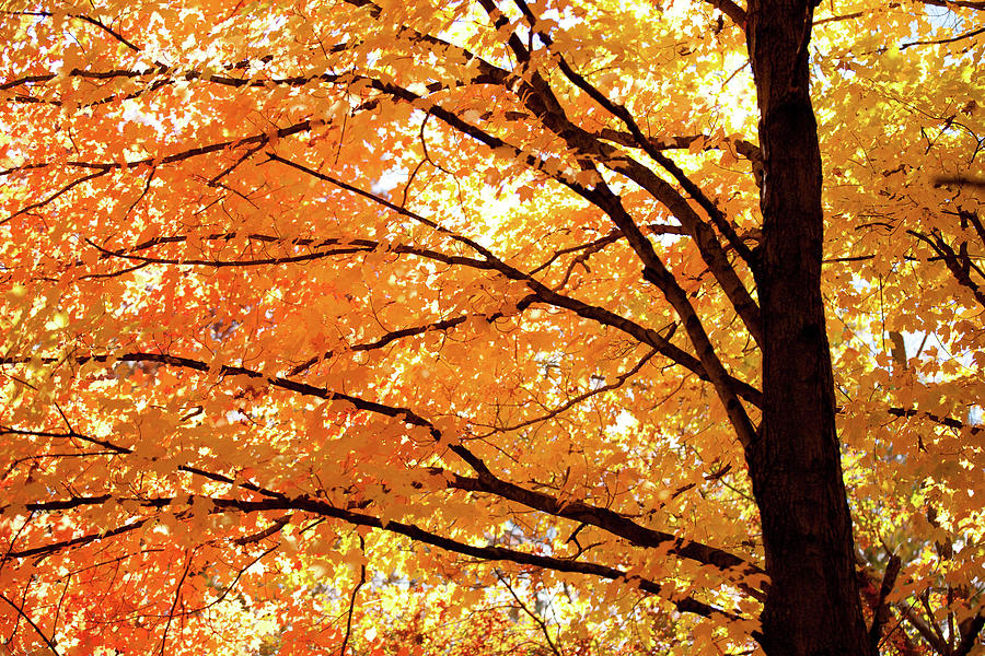 Orange Maple Tree #1 Photograph by Rich S