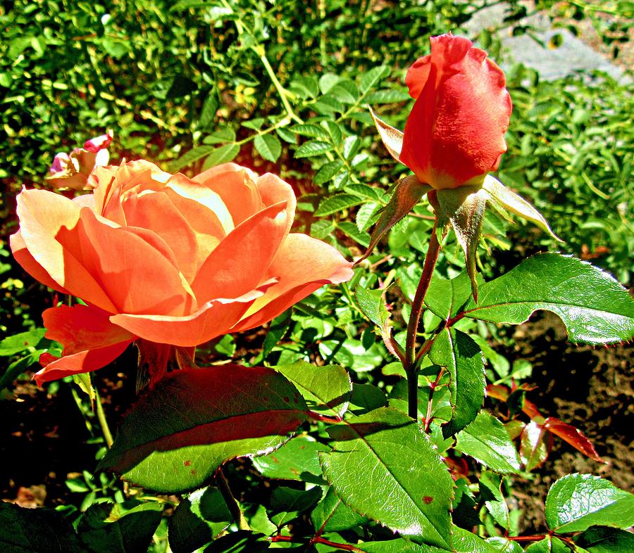 Orange Rose #1 Photograph by Stephanie Moore