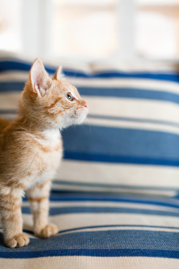 Orange tabby kitten sitting on sofa #1 Photograph by Grace Chon