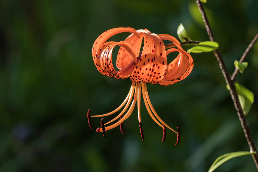 Orange Tiger Lily Photograph by Robert Potts