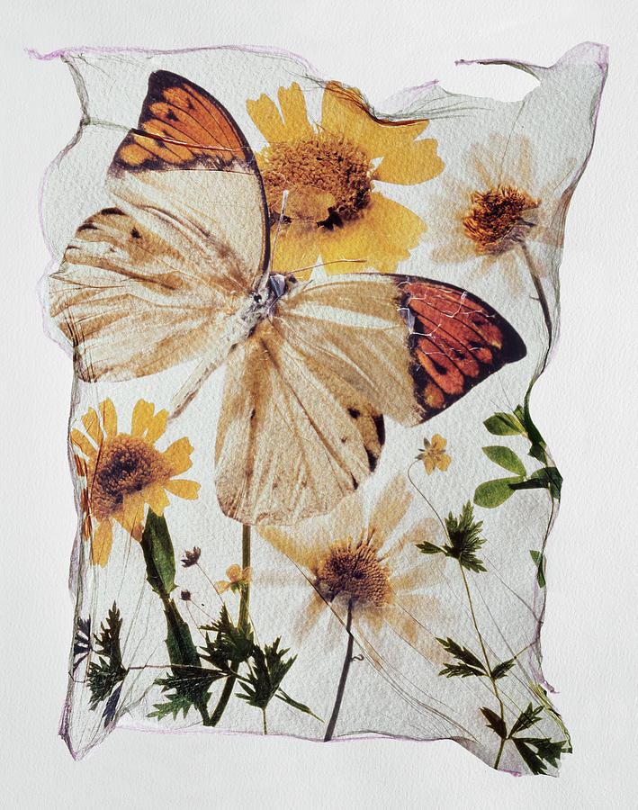 Flower Press - Orange Tip Butterfly Polaroid lift photo Photograph by Paul E Williams