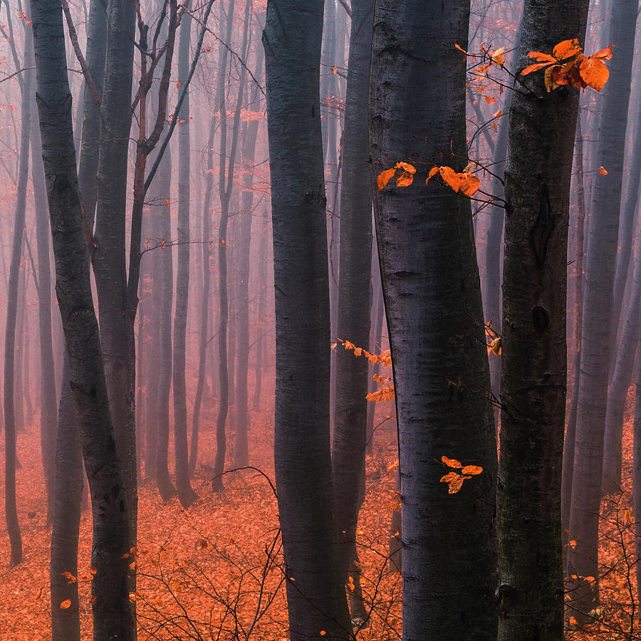 Tree Photograph - Orange Wood #1 by Evgeni Dinev