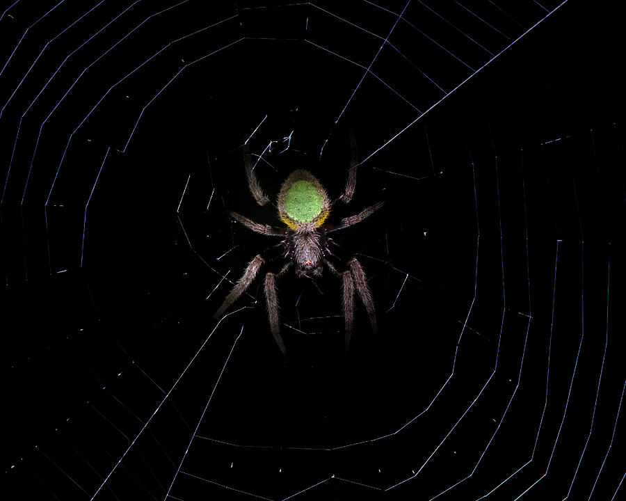 Orb Weaver Spider #1 Photograph by Mark Andrew Thomas
