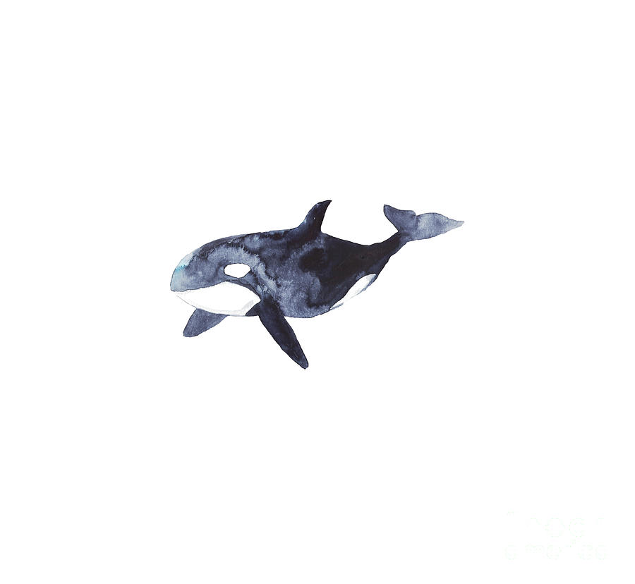 https://images.fineartamerica.com/images/artworkimages/mediumlarge/3/1-orca-whale-watercolor-art-maryna-salagub.jpg