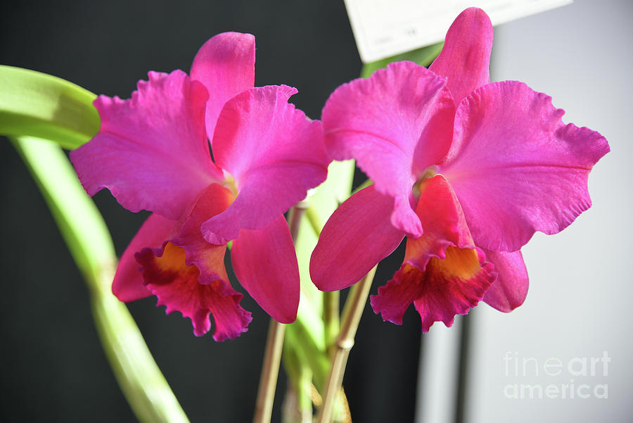 Orchid #24 Photograph