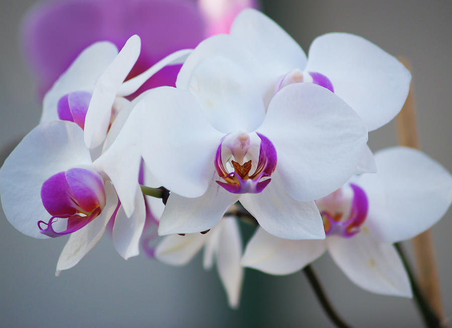 Orchid Beauty Photograph