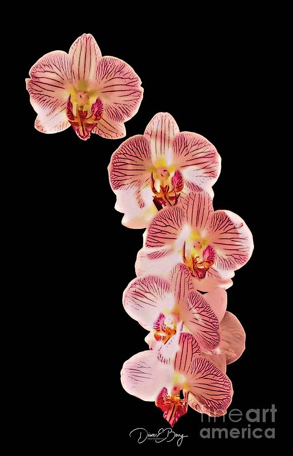 Orchid #1 Photograph by Diane E Berry