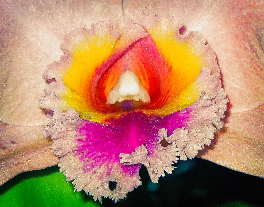 Orchid  #1 Digital Art by Don Wright
