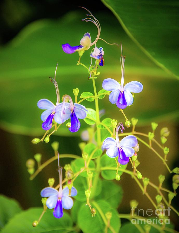 Orchid Photograph - Orchid Garden #1 by D Davila