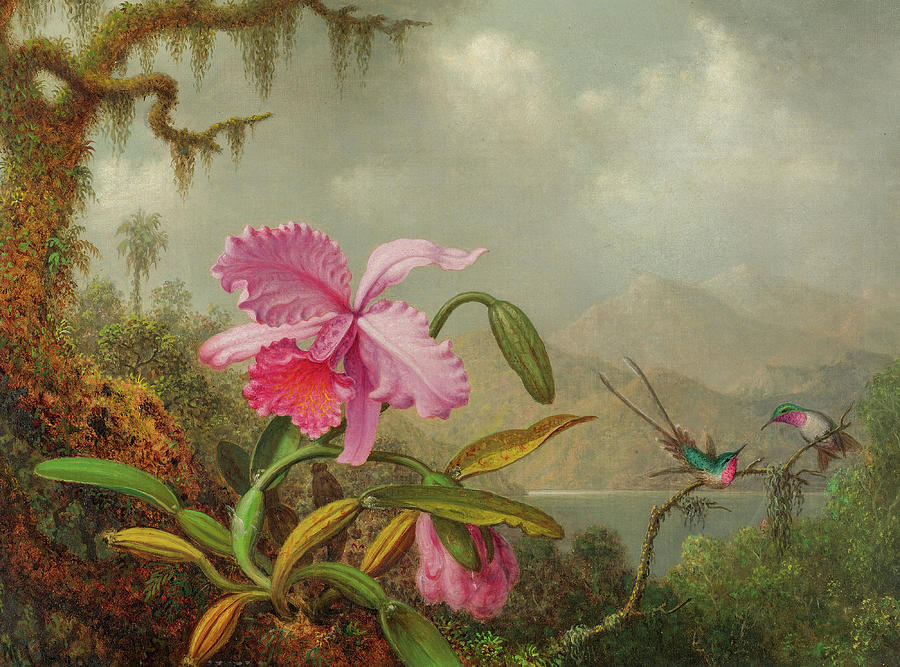 Orchids and Hummingbirds #1 Painting by Martin Johnson Heade