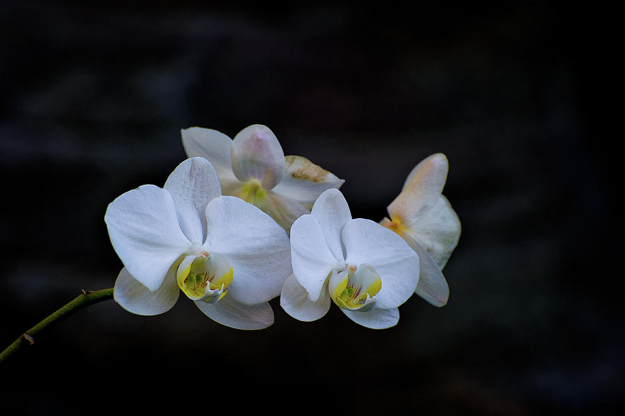 Orchids #1 Photograph by Doug Wittrock