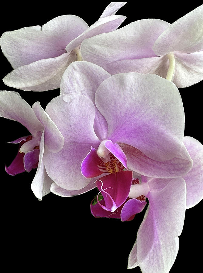 Orchids #1 Photograph by JoAnn Lense