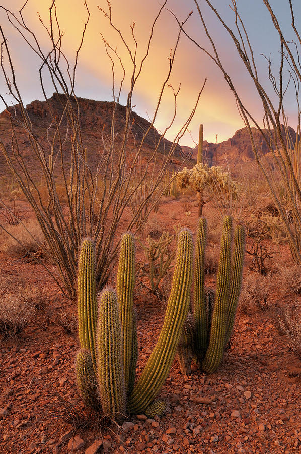 Organ Pipe Cactus, - Stenocereus thuberi - Organ Pipe Cactus National Monument, Arizona, USA #1 Photograph by Kevin Oke