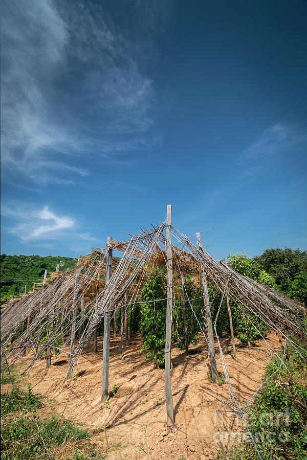 Organic Pepper Farm Peppercorn Trees Cultivation View In Kampot