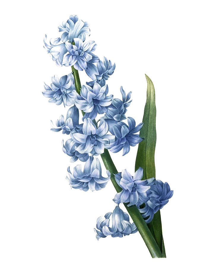 Oriental Hyacinth Drawing