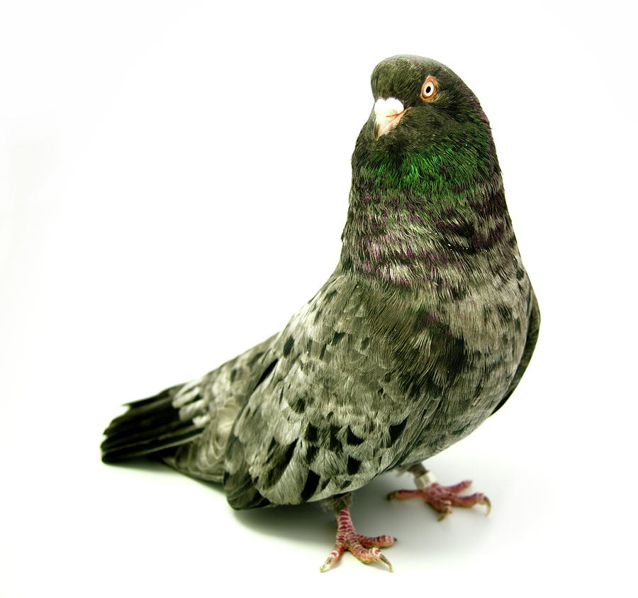 Oriental Roller Pigeon #1 Photograph by Nathan Abbott
