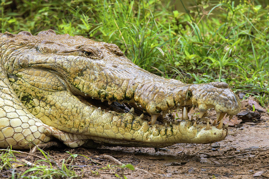 Orinoco Crocodile Wisirare Orocue Casanare Colombia #1 Photograph by Adam Rainoff