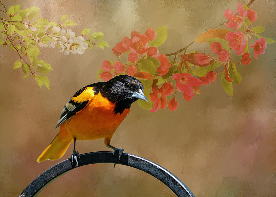 Oriole In Spring #1 Photograph by Cathy Kovarik