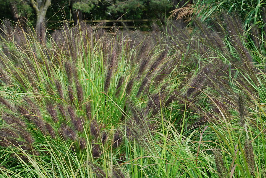Ornamental Root Grass Photograph