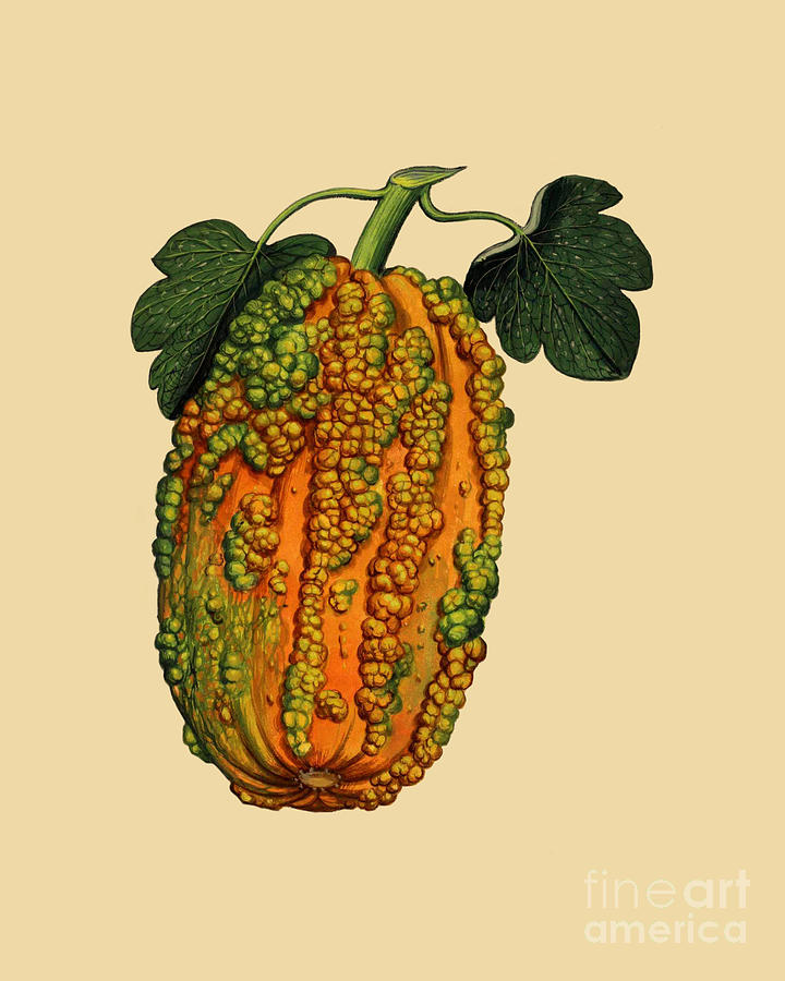 Pumpkin Digital Art - Ornamental Squash #1 by Madame Memento