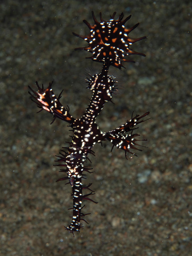 Ornate Ghost Pipefish #1 Photograph by Brian Weber