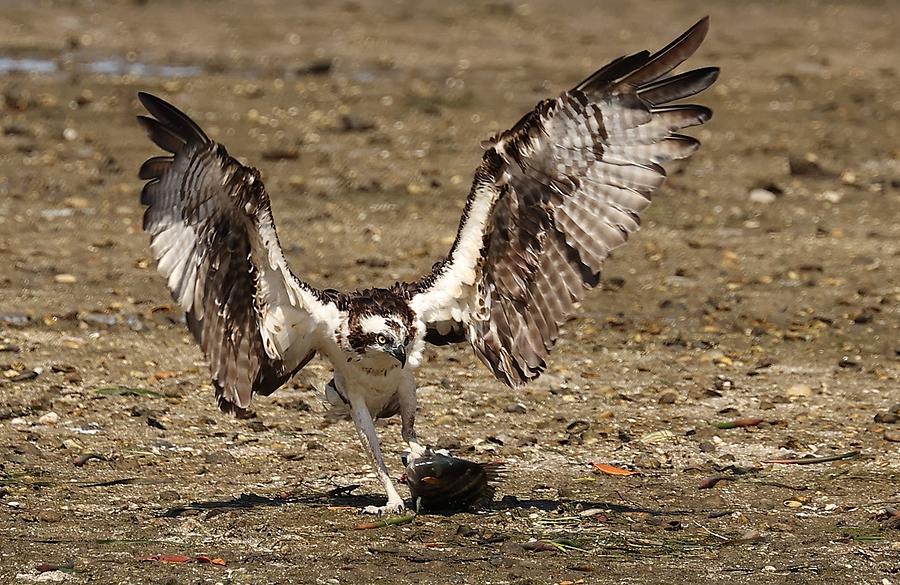 Osprey and Its Catch Photograph by Mingming Jiang