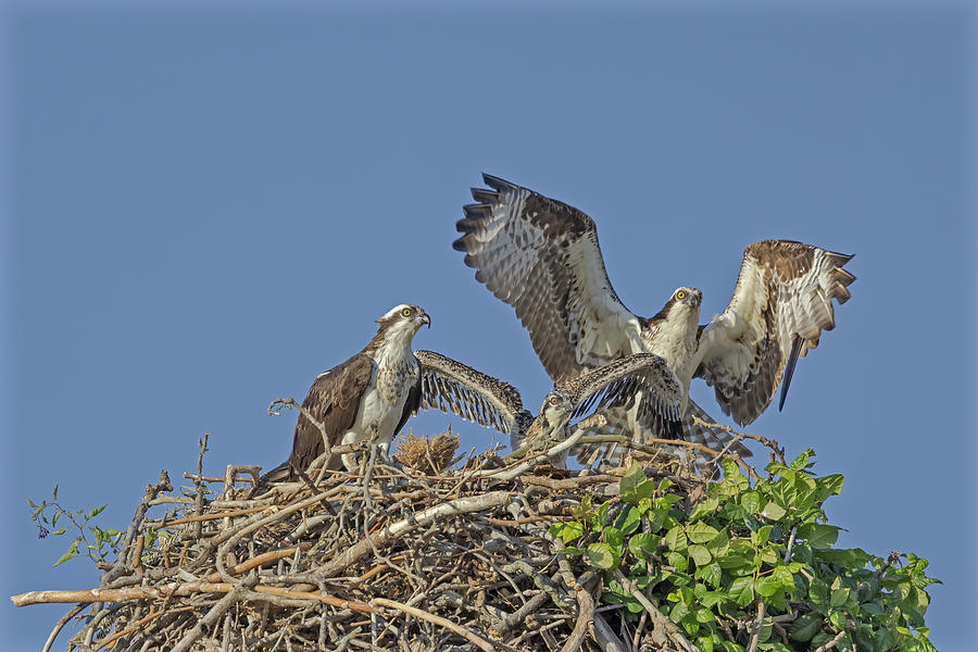 Osprey Family Nesting Photograph by Susan Candelario