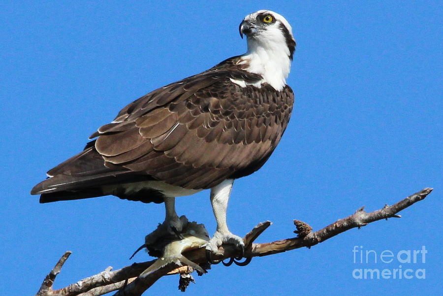 osprey highlander