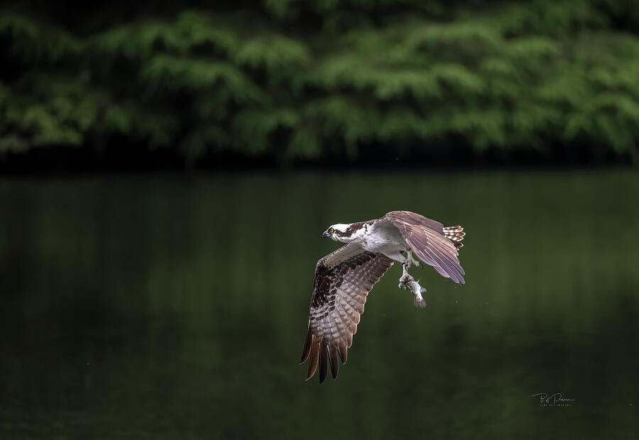 Osprey Catching Fish #1 Photograph by Bill Posner Osprey Catching Fish #1 Photograph by Bill Posner