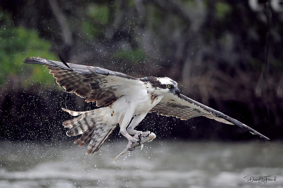 Osprey catching fish #1 Photograph by Dan Friend