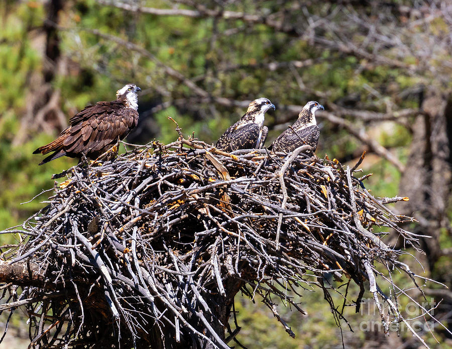 Osprey Family #1 Photograph by Steven Krull