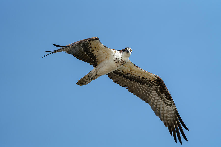 Osprey Flight #1 Photograph by Jim Miller