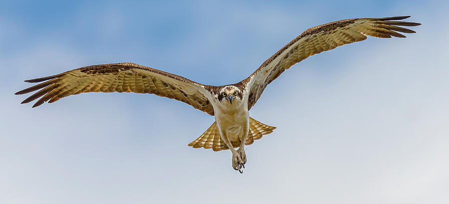 osprey valkyrie