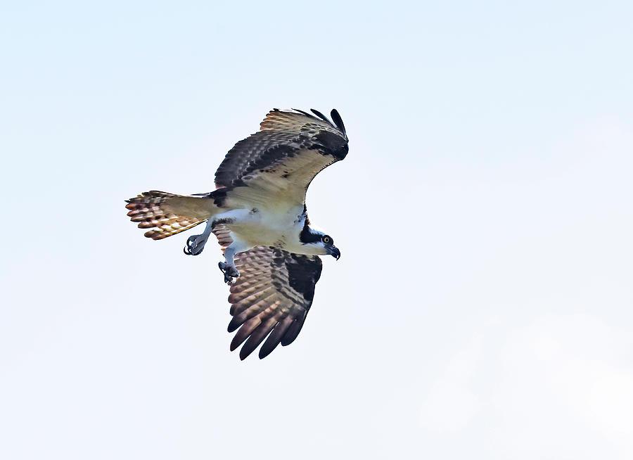 Osprey in Flight #1 Photograph by Cindy McIntyre