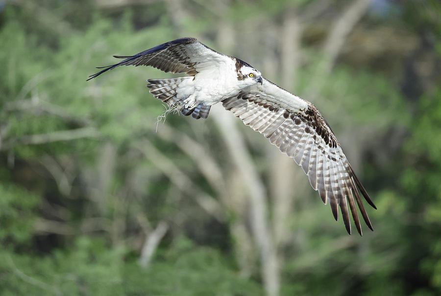 Osprey in Flight #1 Photograph by Fran Gallogly