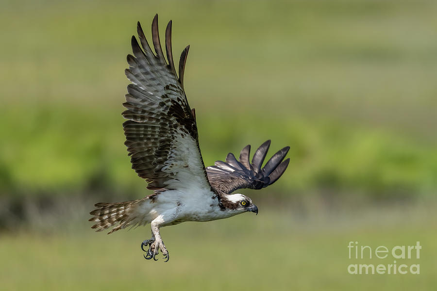 Osprey in flight #1 Photograph by Sam Rino