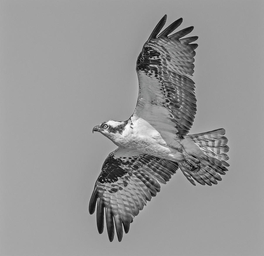 Osprey In Flight #1 Photograph by Susan Candelario