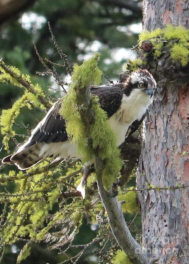 Osprey in Tree with Fish #1 Photograph by Carol Groenen