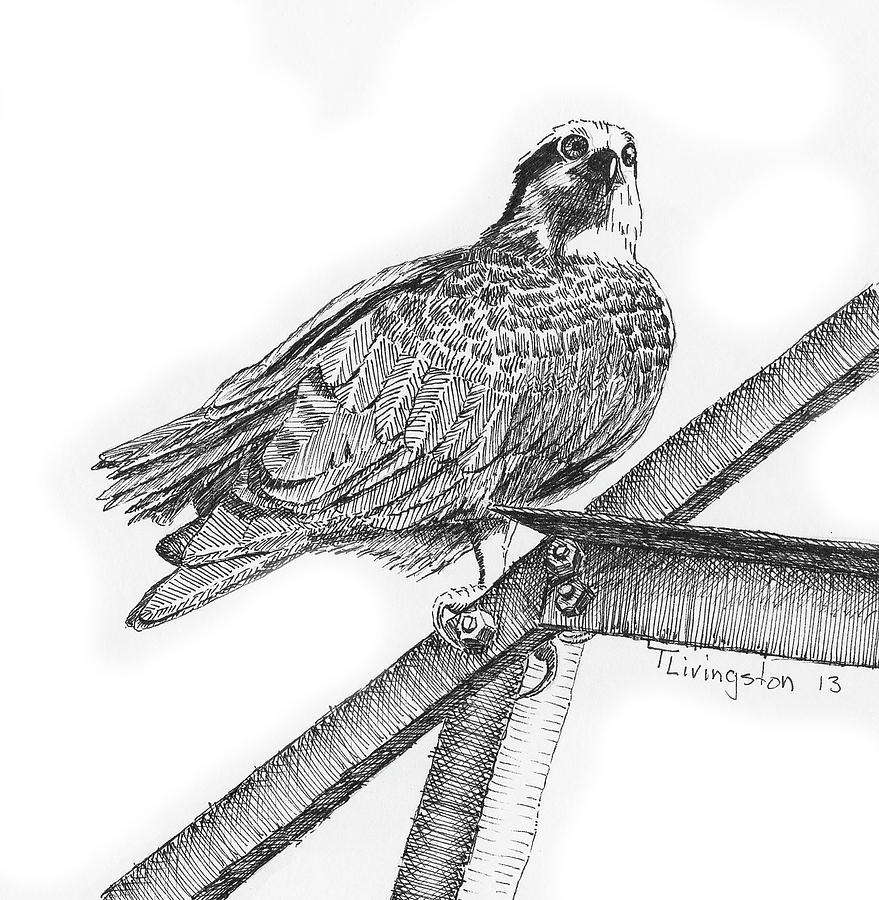 Osprey Drawing by Timothy Livingston