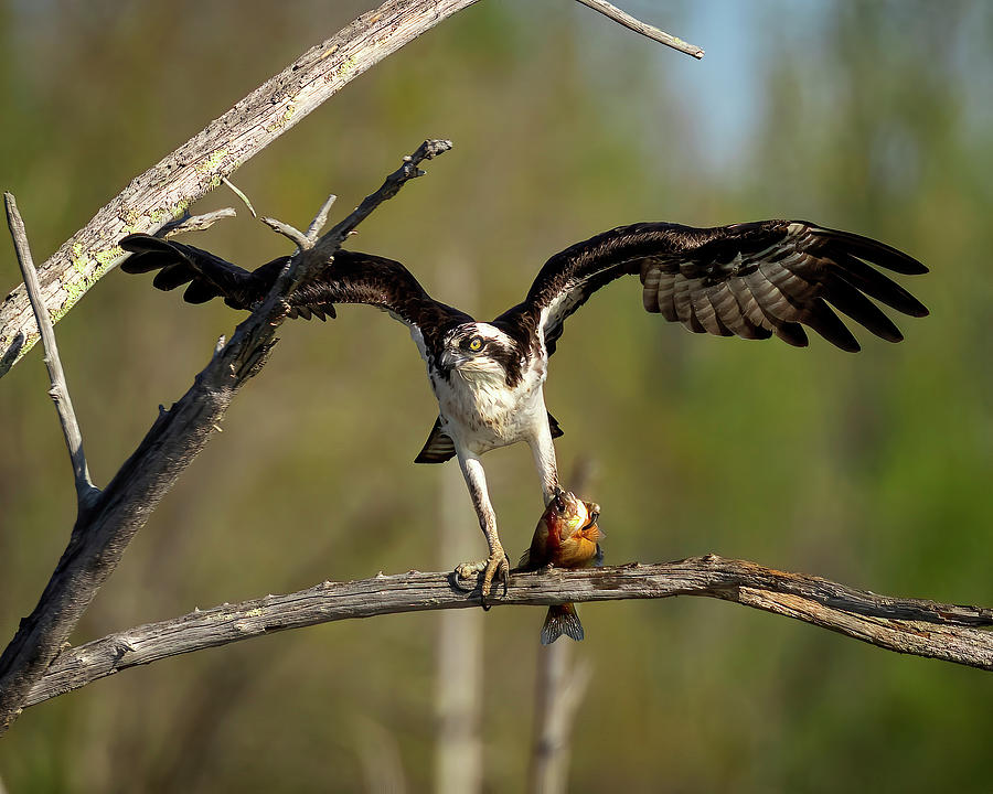 Osprey With Fish #1 Photograph by Alan Raasch